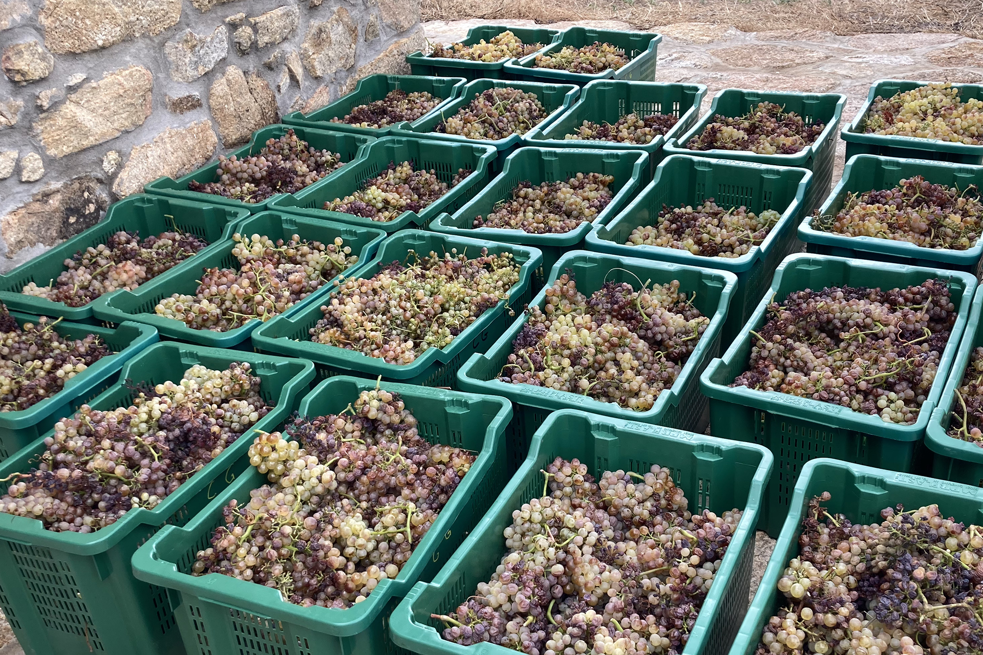 Authentic wines that reflect the territory